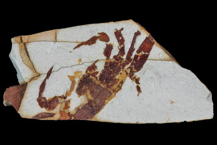 Partial Fossil Pea Crab (Pinnixa) From California - Miocene #85295